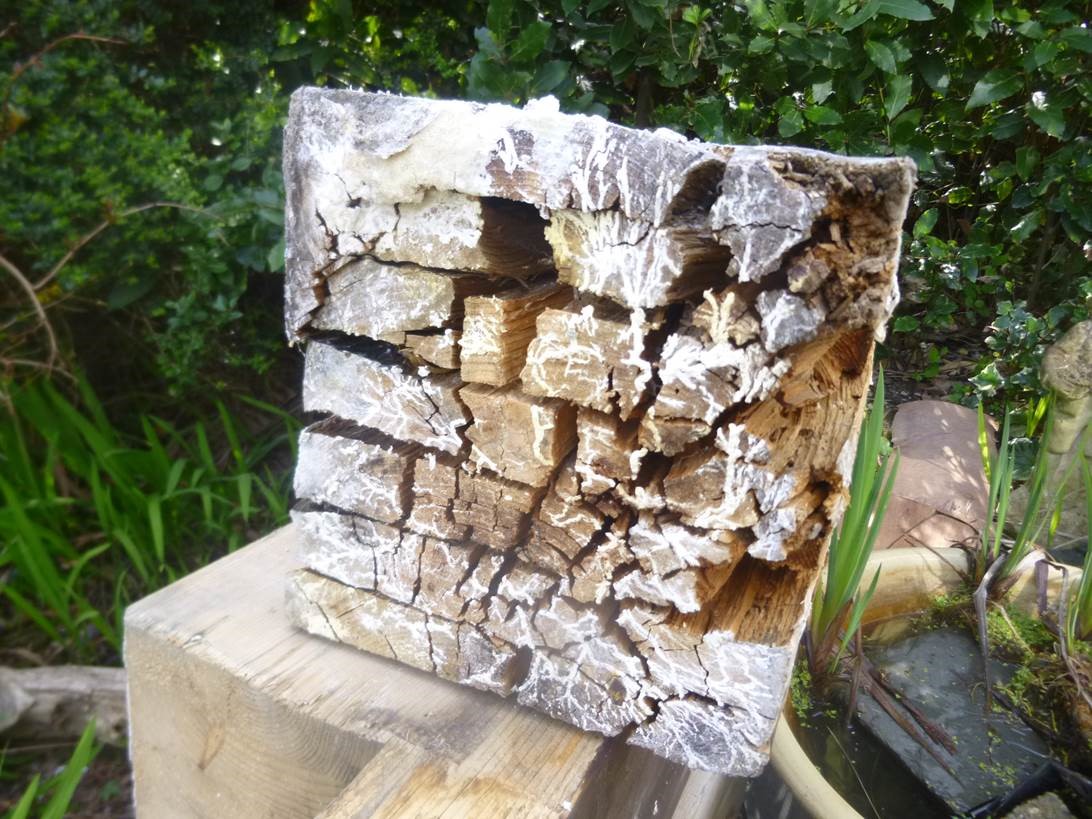 Timber damage caused by Wet Rot (Fibroporia vaillantii).