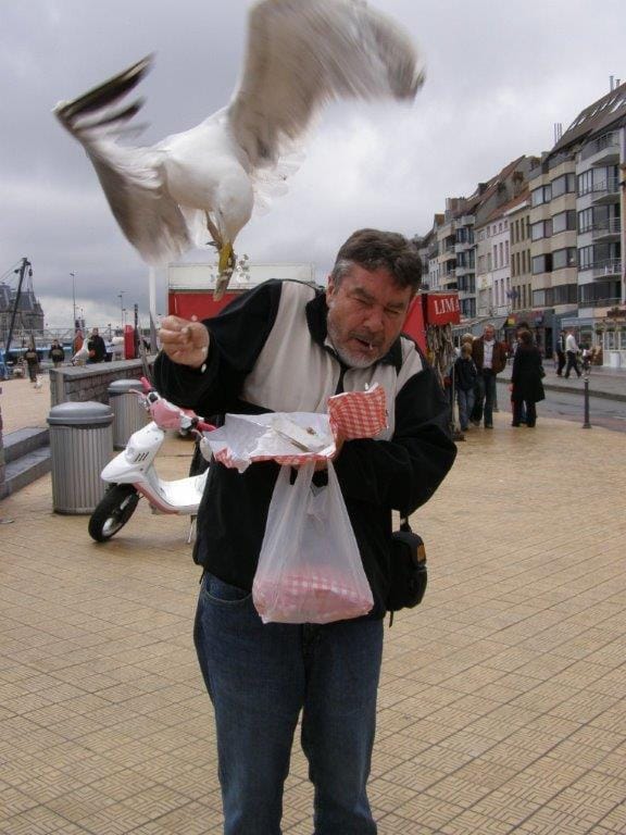 Seagull Attack