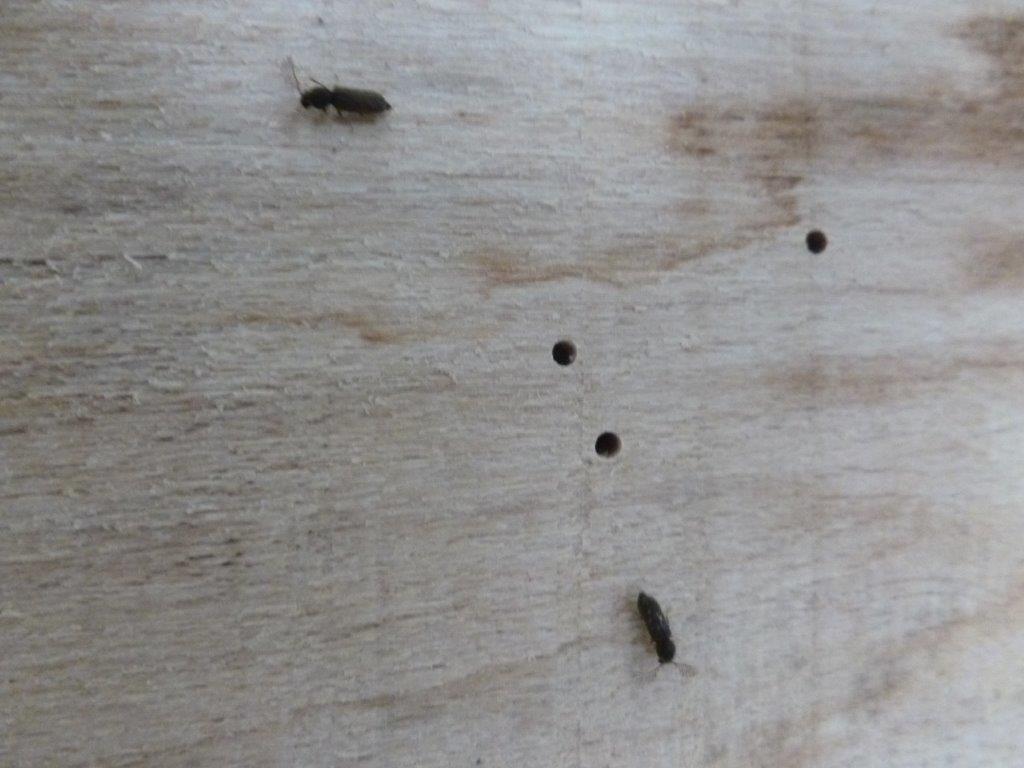Two Wood Boring Insects (Ptilinus Beetle) Directly After Emergence