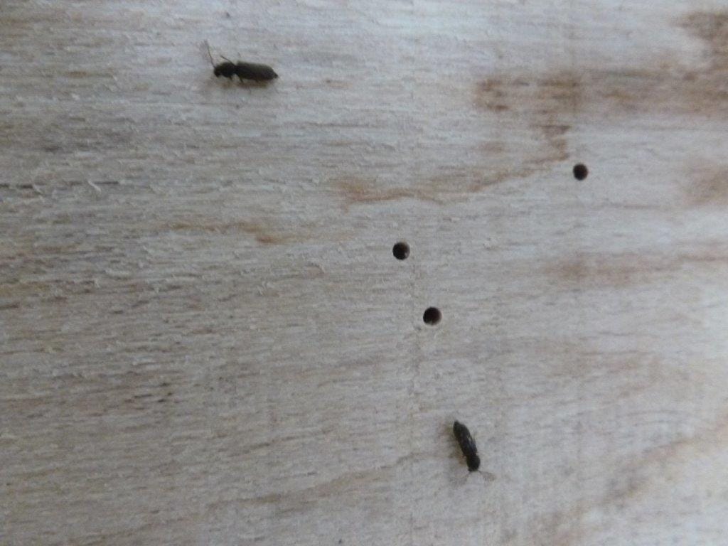 Woodworm Protectahome Specialist Survey Treatment Guarantee