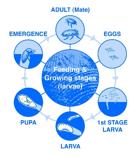 Woodworm Life Cycle