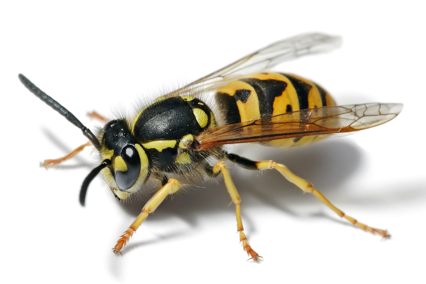 The difference between wasps and bees