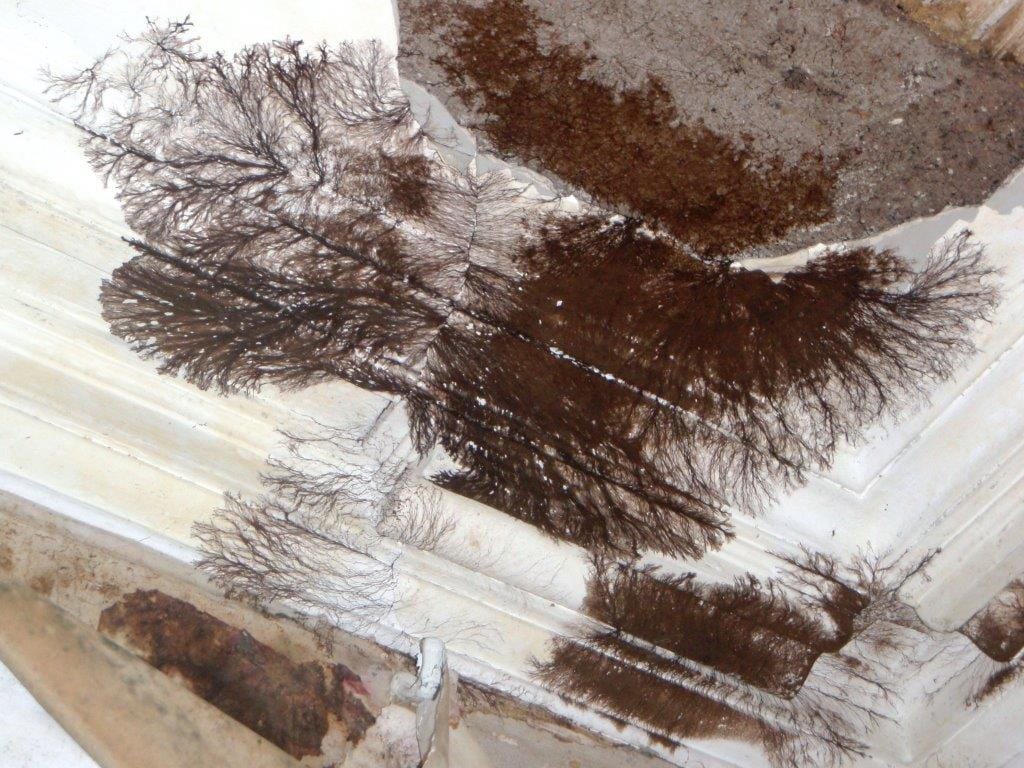 Wood Rotting Fungi Wet Rot Outbreak (Coniophora puteana)