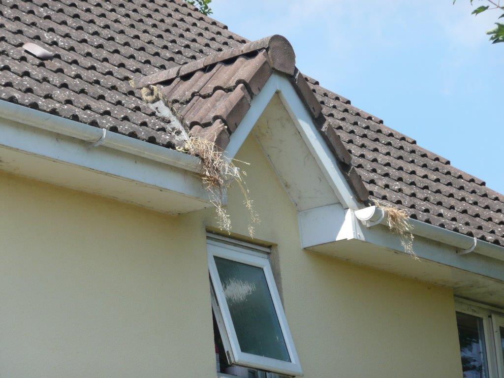 Blocked gutters are one of the most common causes of penetrating damp.