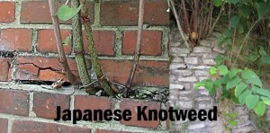 Japanese Knotweed