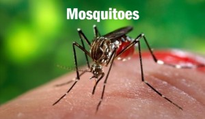 Mosquitoes