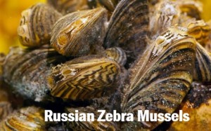 Russian Zebra Mussels