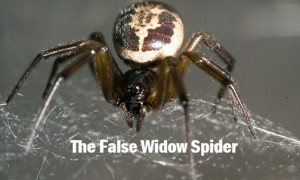 The False Widow Spider