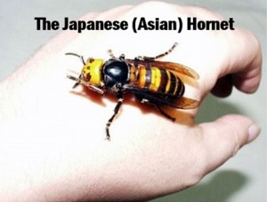 The Japanese (Asian) Hornet