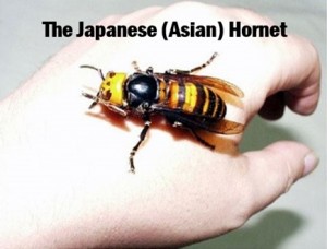 The Japanese (Asian) Hornet